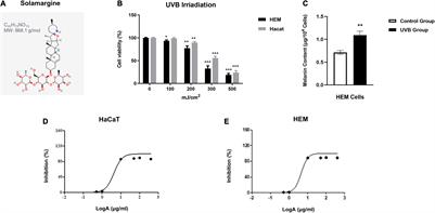 Solamargine Alleviated UVB-Induced Inflammation and Melanogenesis in Human Keratinocytes and Melanocytes via the p38 MAPK Signaling Pathway, a Promising Agent for Post-inflammatory Hyperpigmentation